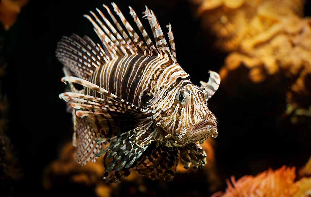 lionfish