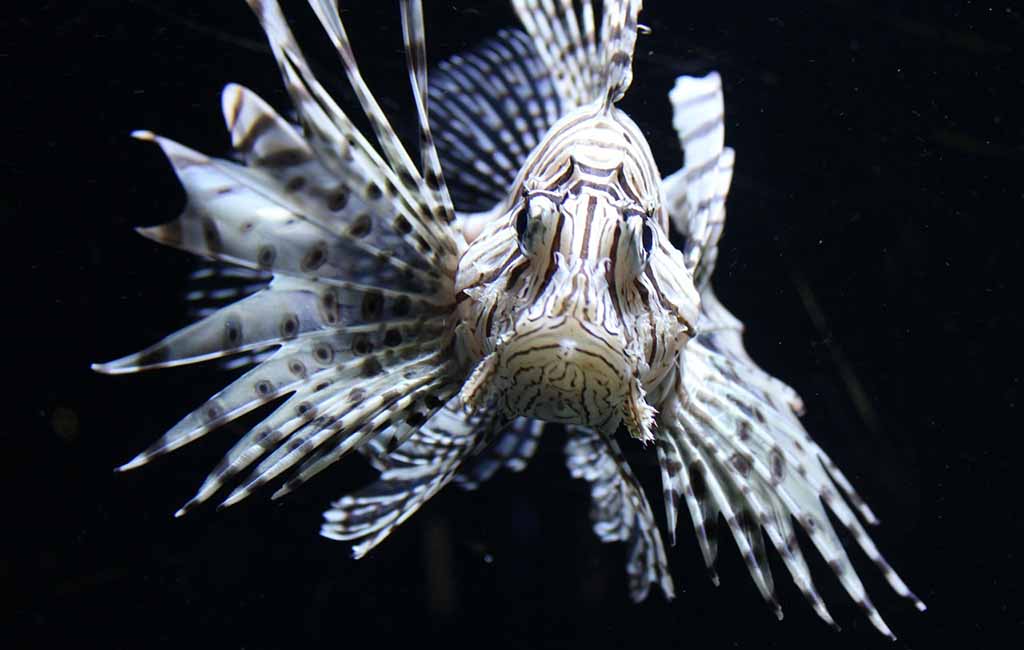 pterois lionfish​