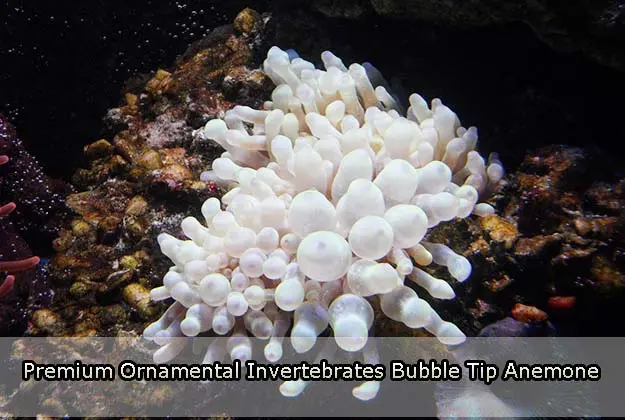 Premium Ornamental Invertebrates Bubble Tip Anemone