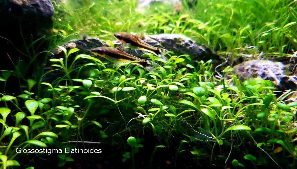 Glossostigma Elatinoides