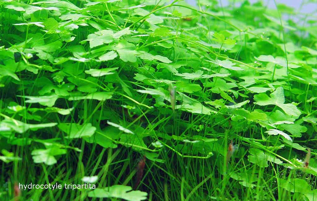 hydrocotyle tripartita