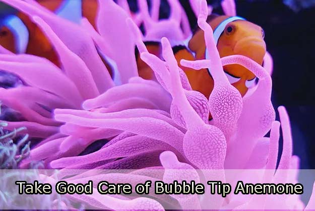 Take Good Care of Bubble Tip Anemone