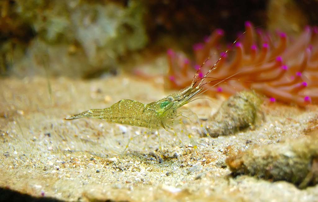 shrimp diseases