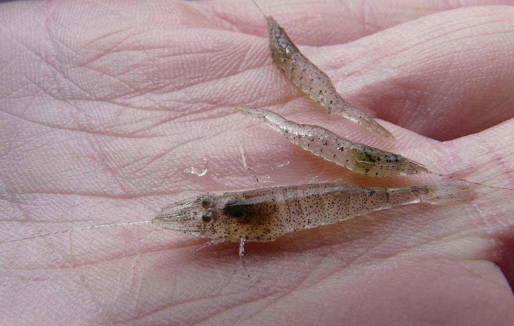 aquarium shrimp diseases