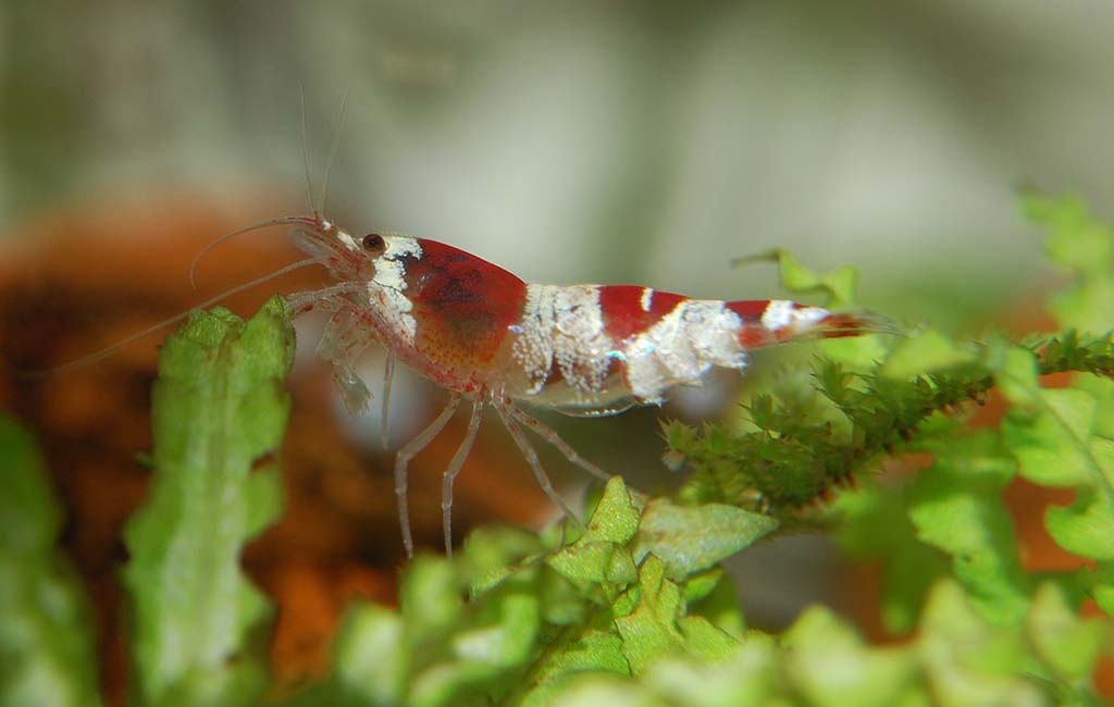 shrimp white spot disease
