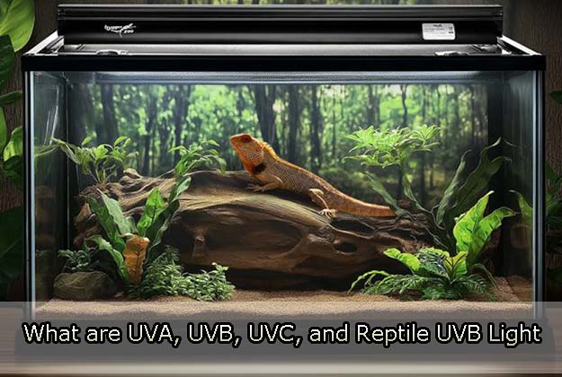 What are UVA, UVB, UVC, and Reptile UVB Light