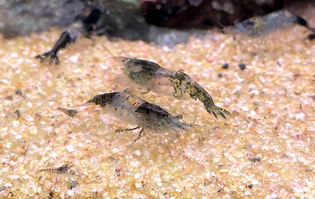 shrimp food