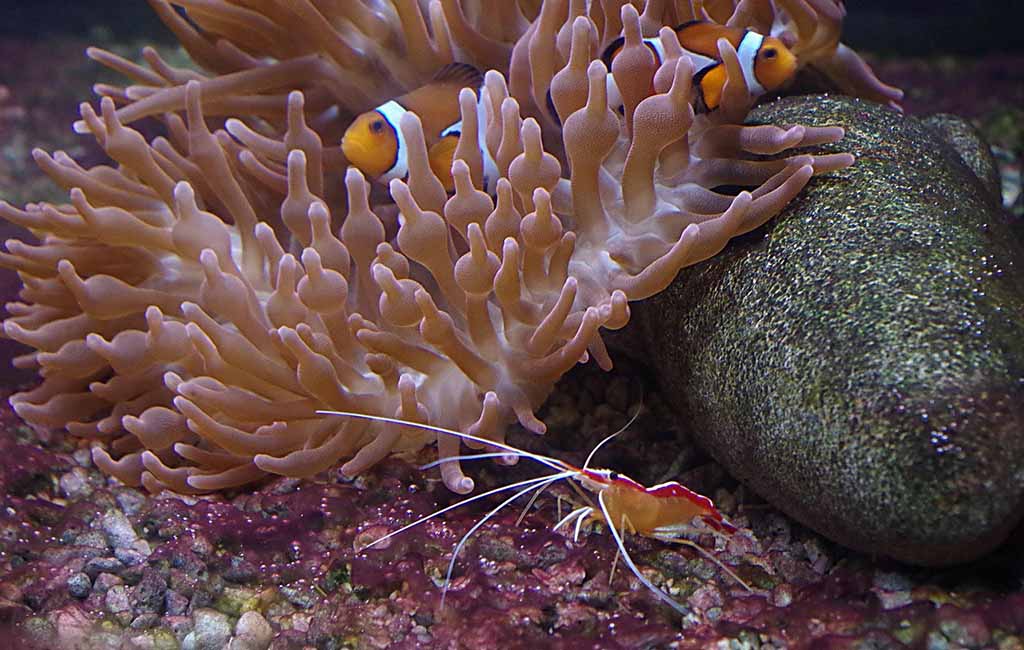 aquarium shrimp food