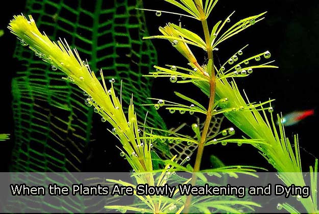 When the Plants Are Slowly Weakening and Dying in a Tank