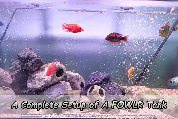A Complete Setup of A FOWLR Tank