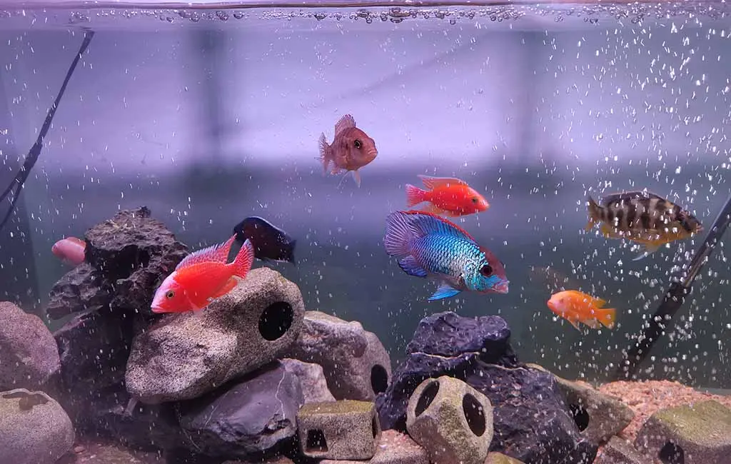 fowlr tank setup
