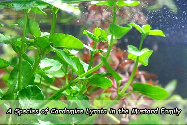 A Species of Cardamine Lyrata in the Mustard Family