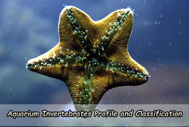 Aquarium Invertebrates Profile and Classification