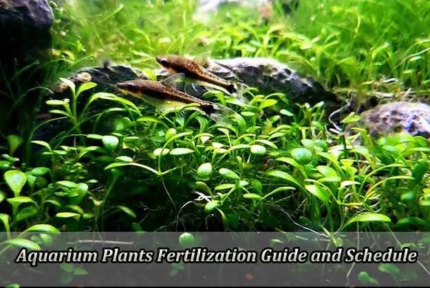 Aquarium Plants Fertilization Guide and Schedule