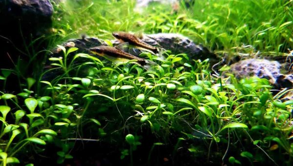 Picture of Aquarium Plants Fertilization Guide and Schedule - hygger