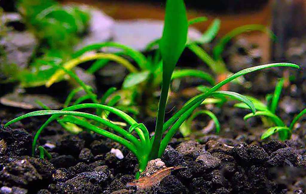start fertilizing aquarium plants