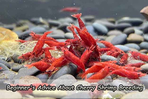 Beginner's Advice About Cherry Shrimp Breeding
