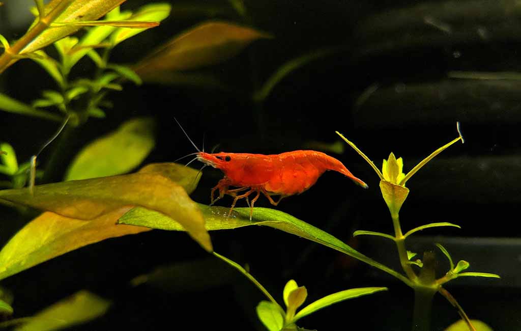 cherry shrimp breeding