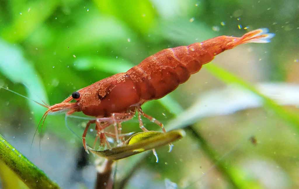 cherry shrimp breeding temperature