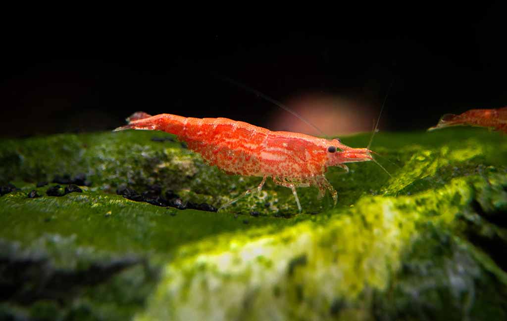 cherry shrimp breeding chart
