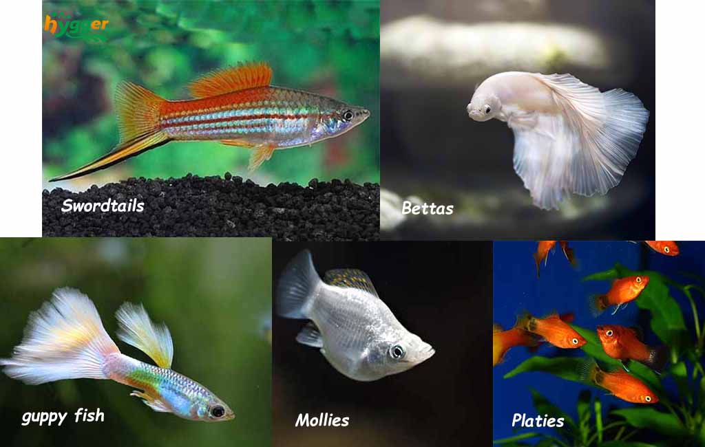 top dwellers aquarium fish