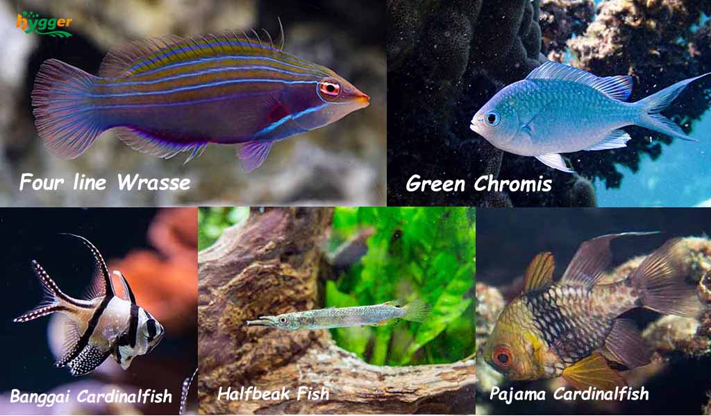 Most Peaceful Top-Dwelling Fish