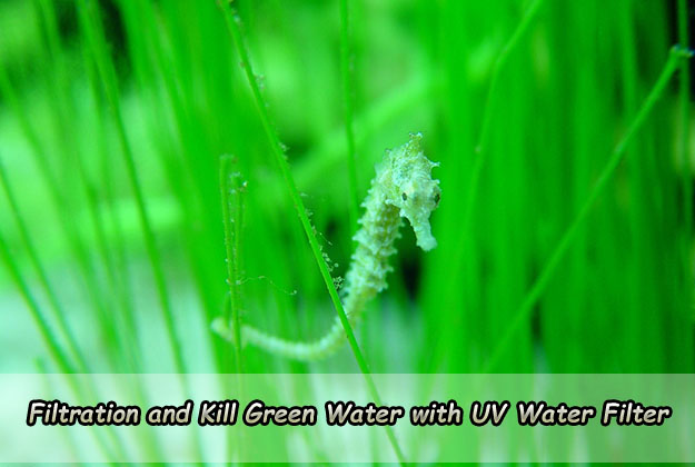 Filtration and Kill Green Water with UV Water Filter