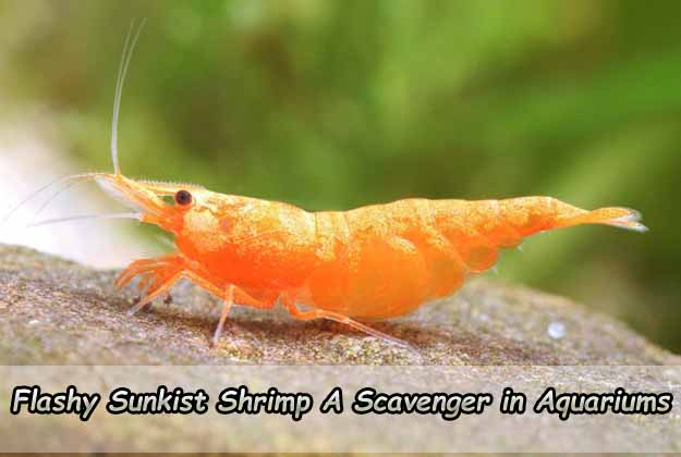 Flashy Sunkist Shrimp: A Scavenger in Aquariums