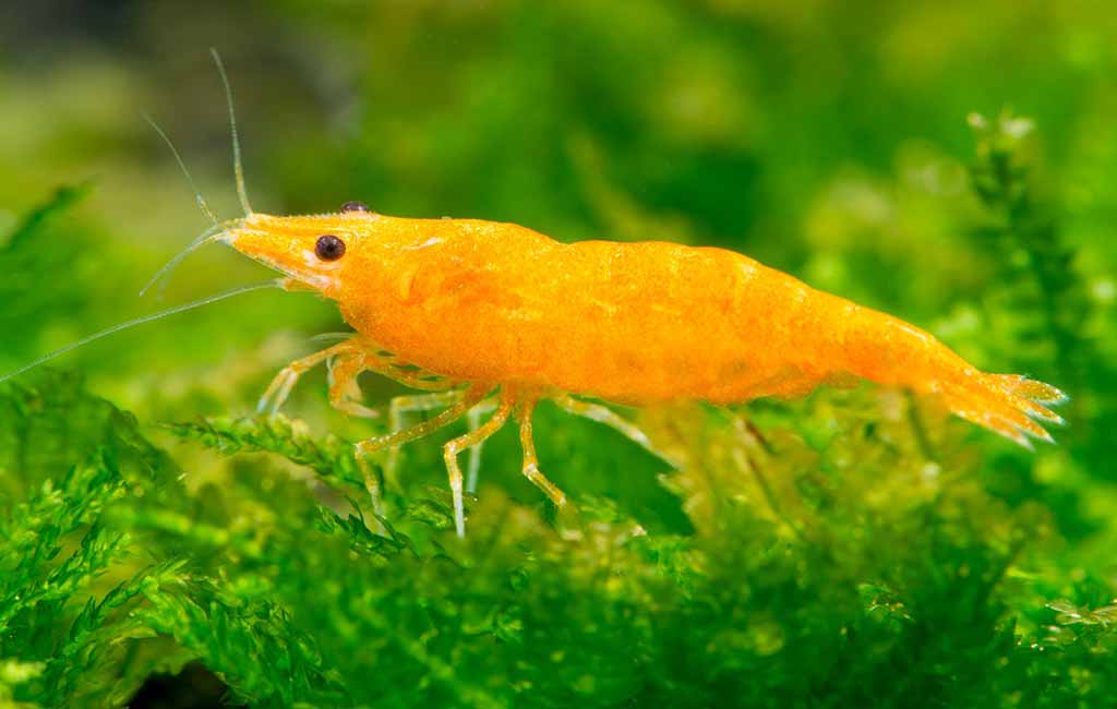 sunkist shrimp