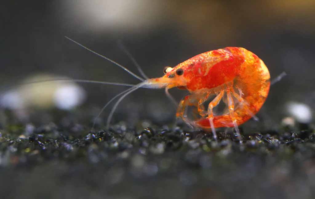 orange sunkist shrimp