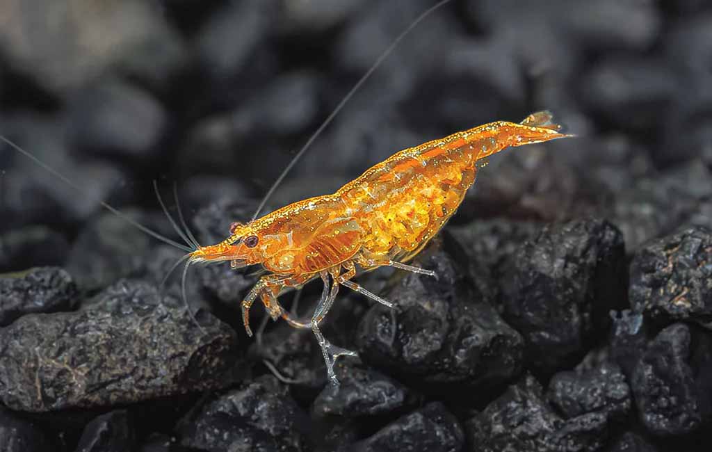 orange sunkist shrimp tank mates