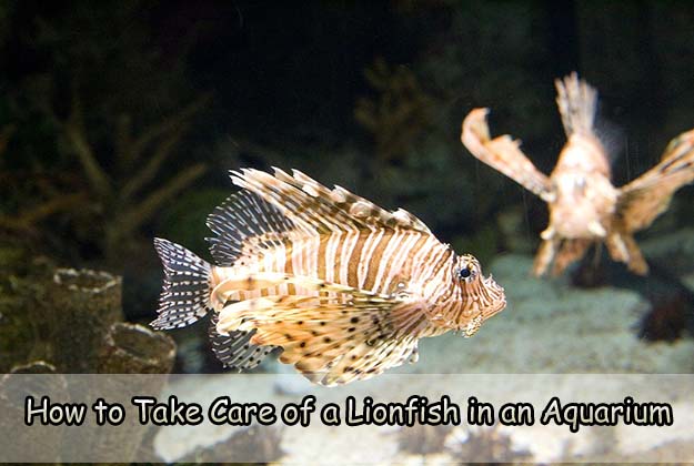 How to Take Care of a Lionfish in an Aquarium
