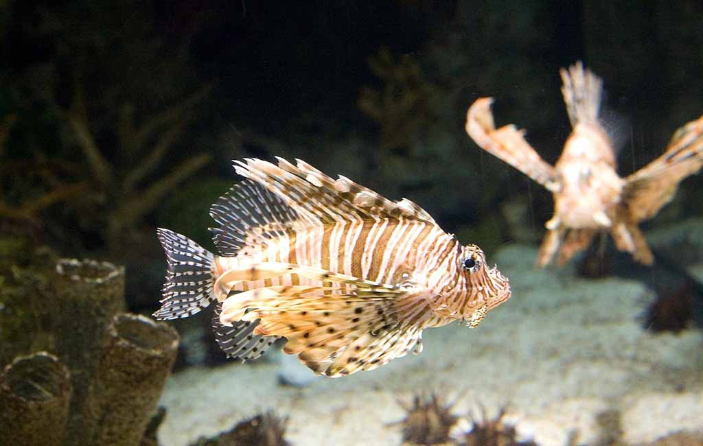 lionfish care