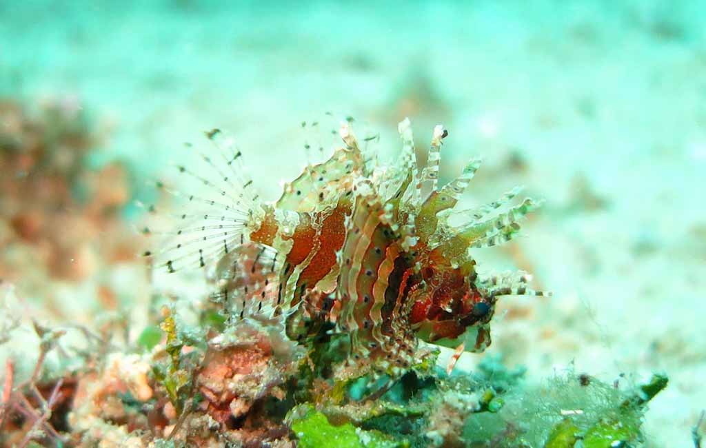 how to care for a lionfish