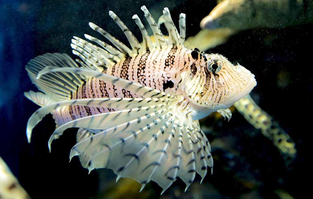 Lionfish Care Key Point