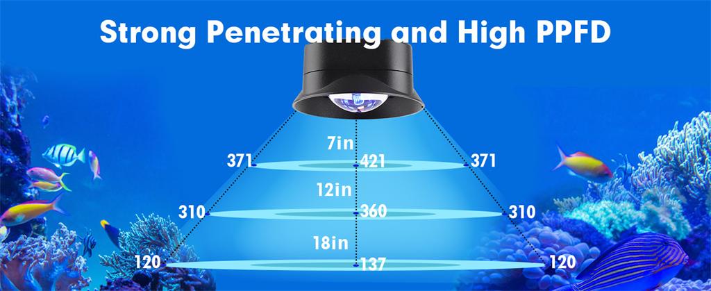 Reef light strong penetraing