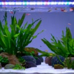 24/7 LED light natural mode