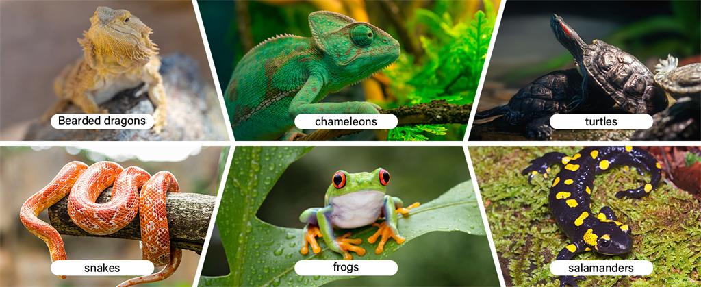 t8 ho uvb LED light for reptiles