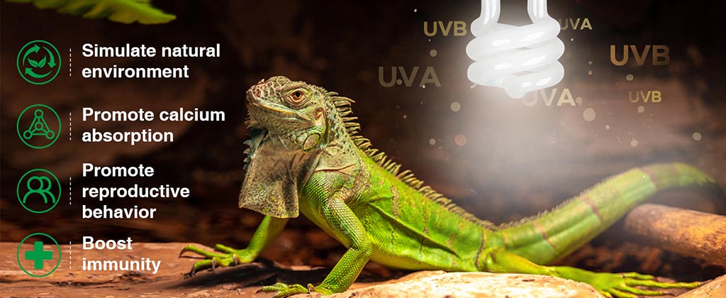 fluorescent light boost immunity