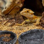 Food dishes for small reptile