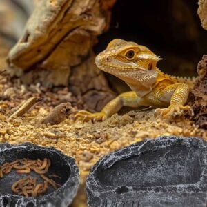 Food dishes for small reptile