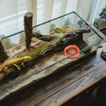 Food dishes for small reptiles