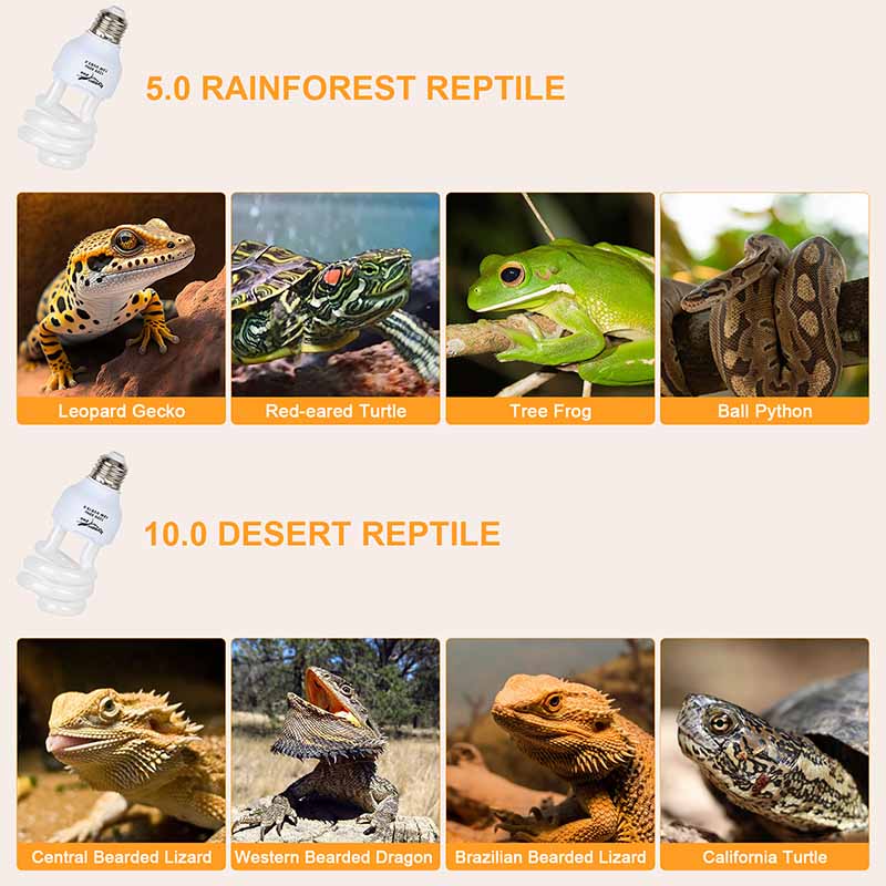 For rainforest reptile and desert reptile