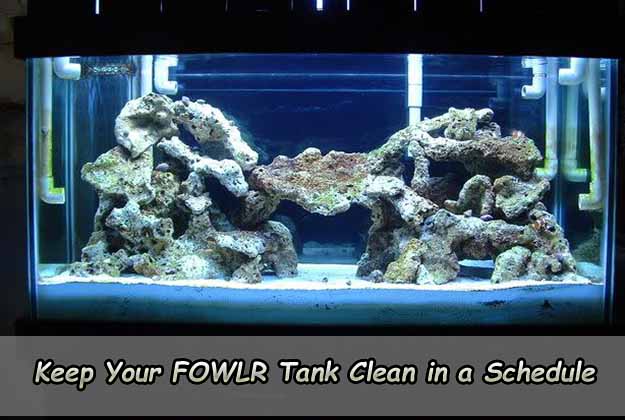 Keep Your FOWLR Tank Clean in a Schedule