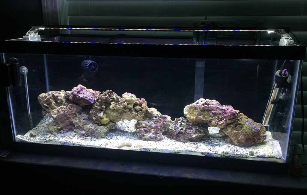 keep fowlr tank clean