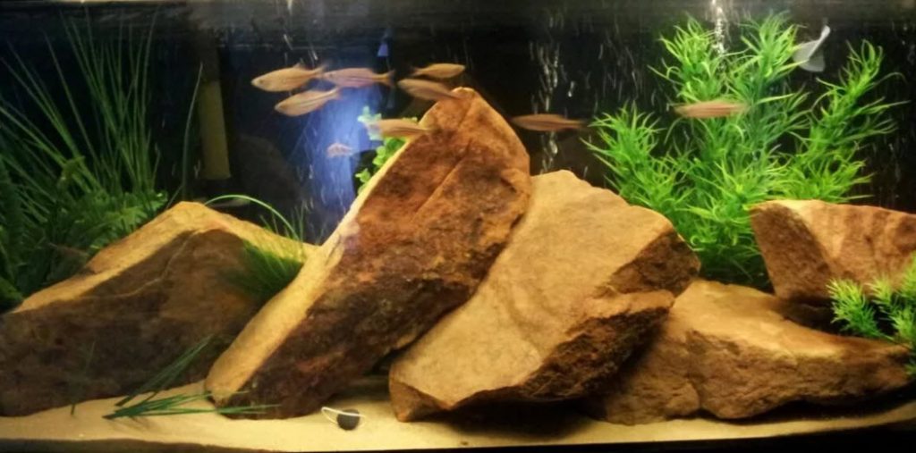 filtration for a fowlr tank