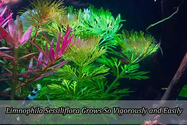 Limnophila Sessiliflora Grows So Vigorously and Easily