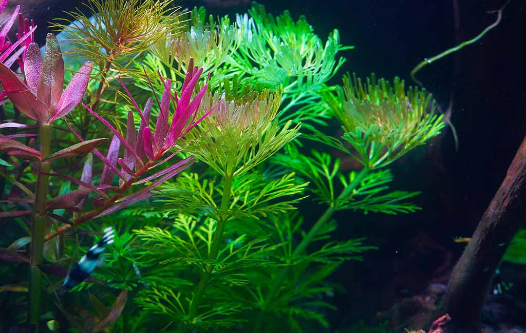 limnophila sessiliflora