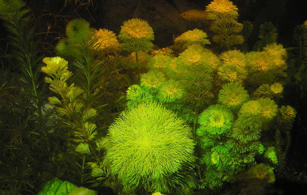 how to plant limnophila sessiliflora
