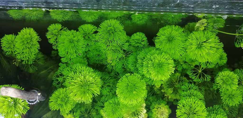 limnophila aquatica